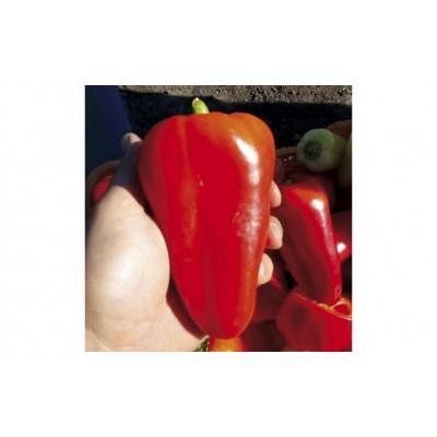 Семена перца Лостун F1 (1000сем.), Libra Seeds (Erste Zaden)